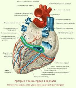 4 Вены Сердца