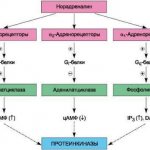 Beta adrenergic agonists. Classification, list of drugs, mechanism of action, side effects 