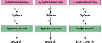 Beta adrenergic agonists. Classification, list of drugs, mechanism of action, side effects