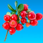 Cowberry