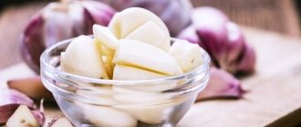Garlic