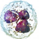 What kind of cells are neutrophils?