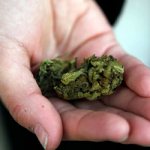 Effects of marijuana on the body - Land