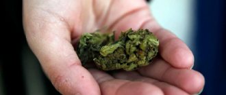 Действие марихуаны на организм - Угодие
