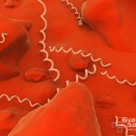 To detect the causative agent of syphilis - Treponema pallidum - in the blood, an RW test is prescribed