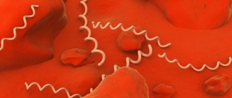 To detect the causative agent of syphilis - Treponema pallidum - in the blood, an RW test is prescribed