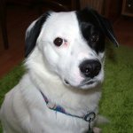 Home treatment for a dog with heart failure is carried out as prescribed by a doctor.