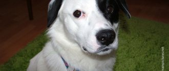 Home treatment for a dog with heart failure is carried out as prescribed by a doctor.