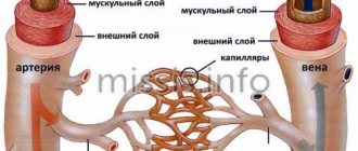 Movement of blood through veins