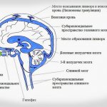 Движение ликвора в головном мозге