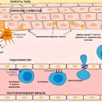 Effector T cell emigration