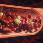 Red blood cells in human blood