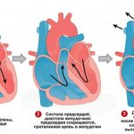 phases of the cardiac cycle