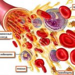 Formed elements of blood