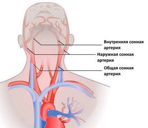 Какой цифрой на схеме обозначена сонная артерия