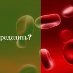 hemoglobin drops during menstruation