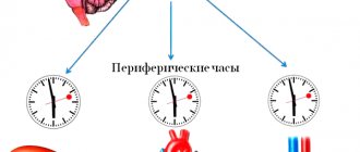 Иерархия внутренних биологических часов