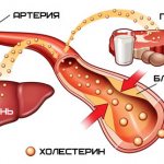 Sources of cholesterol