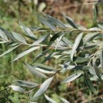 White willow (willow)