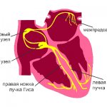 How does our heart work?