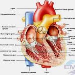 How the heart works.jpg