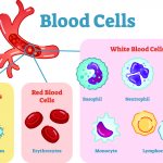 Blood cells