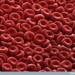 Red blood cells