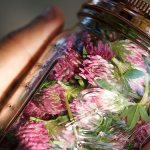 Red clover for vessels