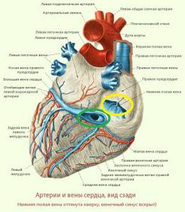 Артерии и вены сердца