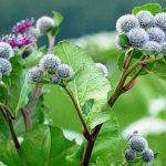 Лечение диабета корнем лопуха