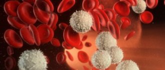 Leukocytes in the blood