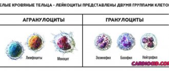 leukocytes