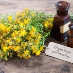 Medicinal plant and its tincture