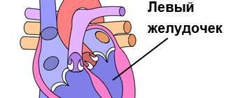 Left ventricle of the human heart