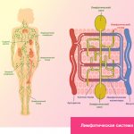 Лимфатическая система