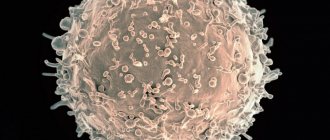 Lymphocytes in a woman