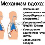 The mechanism of inhalation