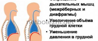 Механизм совершения вдоха