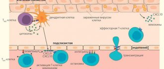 Migration of an effector T cell into tissue during a viral infection (“Nature” No. 2, 2016)