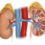 Надпочечники