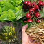 Traditional medicine for the heart