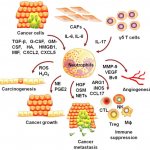 Нейтрофилы связаны с ростом и распространением опухоли.