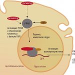 A new class of anti-sclerotic drugs allows you to regulate the metabolism of glucose and lipids, including cholesterol, acting at the gene level through the activation of special PPAR receptor proteins. Under normal conditions, these receptors are activated by endogenous substances (for example, fatty acids), and during drug therapy - by special synthetic compounds. From: (Gregory et al., 2011) 