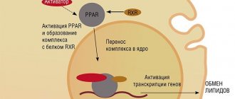 Новый класс антисклеротических препаратов позволяет регулировать метаболизм глюкозы и липидов, в том числе холестерина, воздействуя на генном уровне через активацию особых белков-рецепторов PPAR. В обычных условиях эти рецепторы активируются эндогенными веществами (например, жирными кислотами), при медикаметозной терапии – специальными синтетическими соединениями. По: (Gregory et al., 2011)