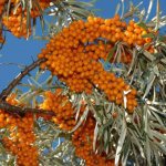 Does sea buckthorn increase or decrease blood pressure?