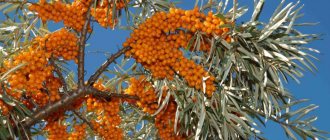 Does sea buckthorn increase or decrease blood pressure?