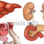 Organs in which gamma GT is present