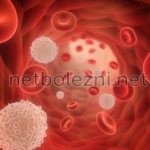 Main functions of neutrophils