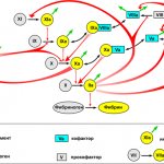 Basic blood clotting reactions
