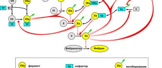 Basic blood clotting reactions